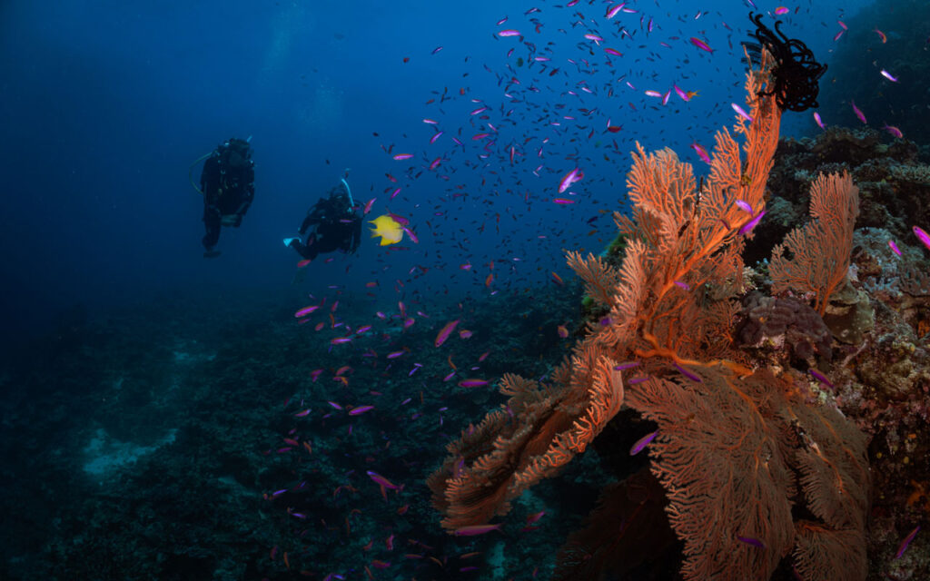 Scenic underwater view of vibrant soft corals off the coast of Taveuni, highlighting Vanua Levu’s marine biodiversity.