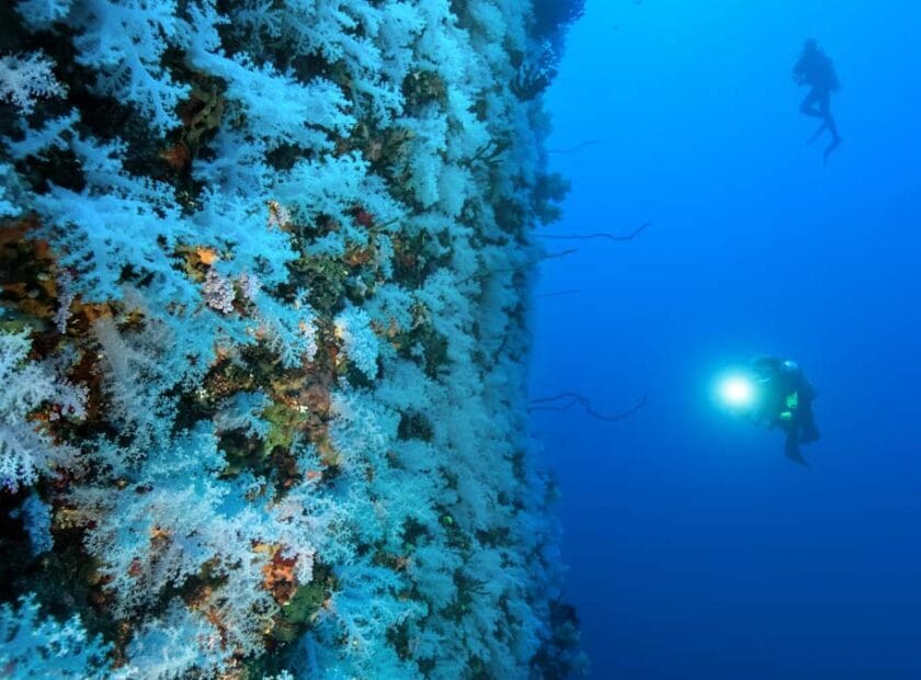 Rainbow-Reef-White-Wall